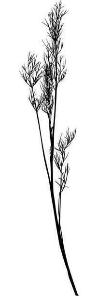 black illustration with isolated young dill - Vector, Image