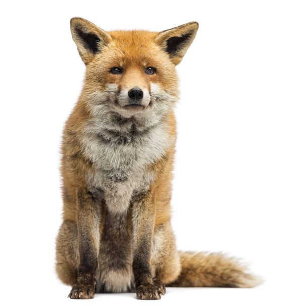 Red fox, Vulpes vulpes, sitting, isolated on white - Photo, Image