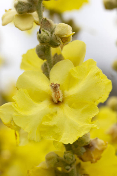 Mullein, velvet plant yellow flowers, Medicinal plant, alternative medicine. - Photo, Image