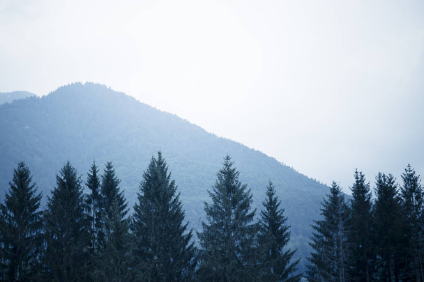 Fond de montagne avec arbres et ciel gris
 - Photo, image