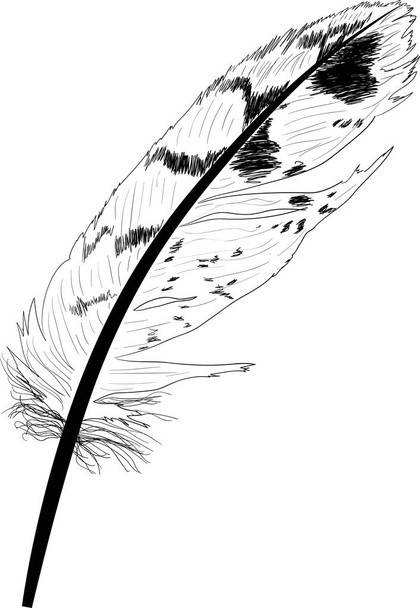 esquisse d'une seule plume noire tachetée - Vecteur, image