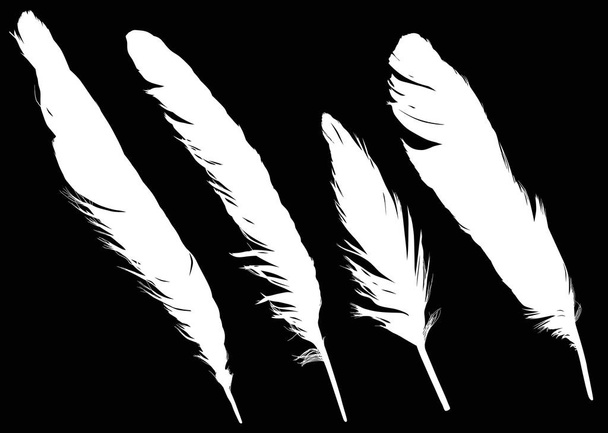 group of four straight white feathers on black - Vector, Image