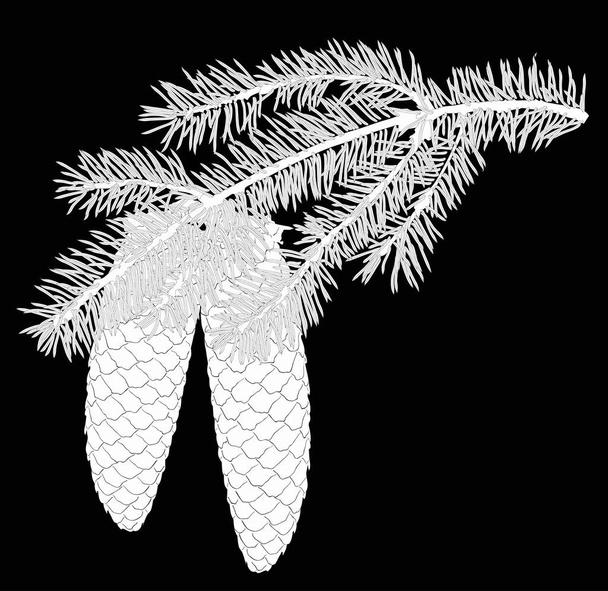 isolated white fir branch with two cones - Vector, Image