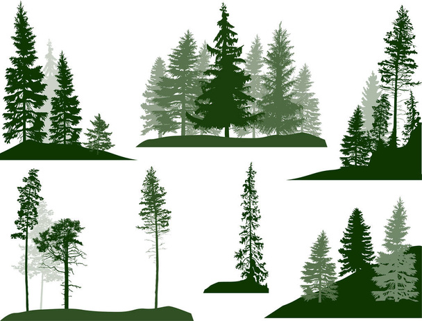 set of green pine and fir trees on white pine - Vector, Imagen