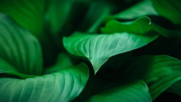 hosta leaves close-up - Фото, изображение