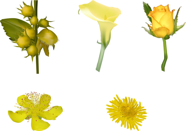 группа из пяти желтых цветков, изолированных на белом - Вектор,изображение