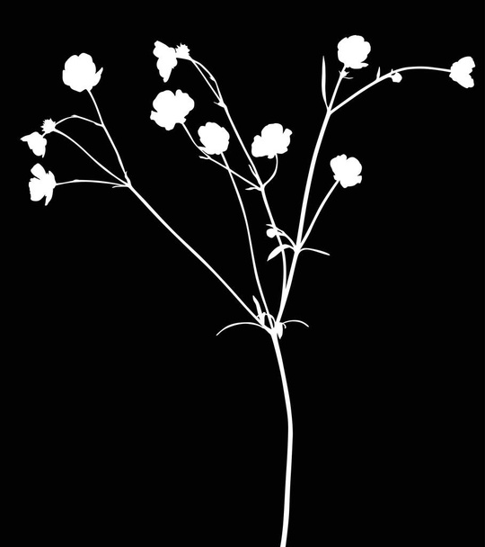 дикий белый изолированный лютик на черном - Вектор,изображение