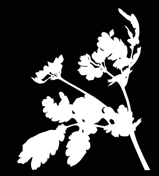 wilde witte geïsoleerde plant met bloemen - Vector, afbeelding