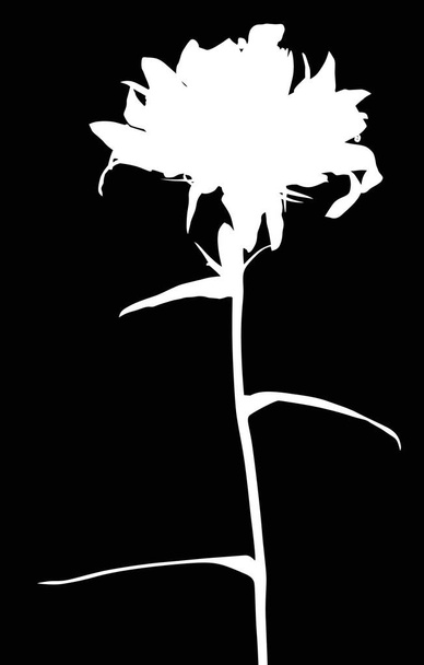 silueta de flor silvestre blanca aislada en negro
 - Vector, imagen