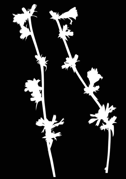 white wild Cichoriumt stems - Vector, Image