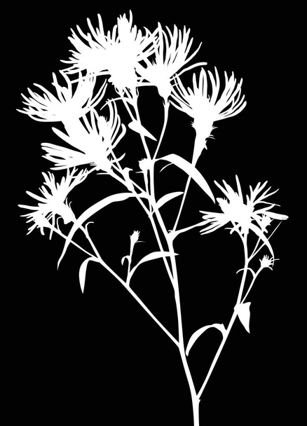 silueta blanca de planta silvestre aislada en flor
 - Vector, imagen