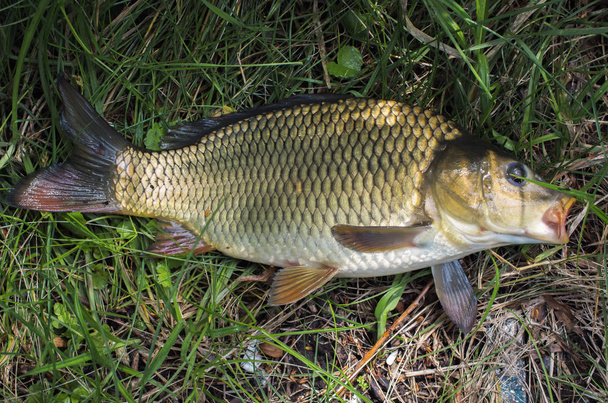 pesce carpa sull'erba. pesca sportiva
 - Foto, immagini