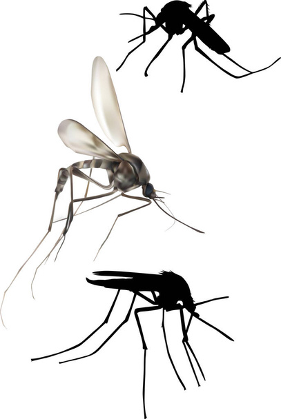 απεικόνιση με τρία κουνούπια απομονώνονται σε λευκό - Διάνυσμα, εικόνα