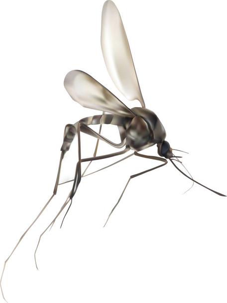 γκρι εικόνα κουνουπιών απομονωμένη σε λευκό - Διάνυσμα, εικόνα