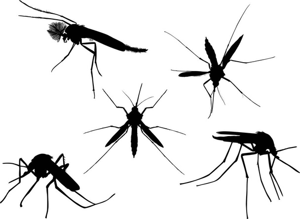 πέντε μαύρες σιλουέτες κουνουπιών απομονωμένες σε λευκό - Διάνυσμα, εικόνα