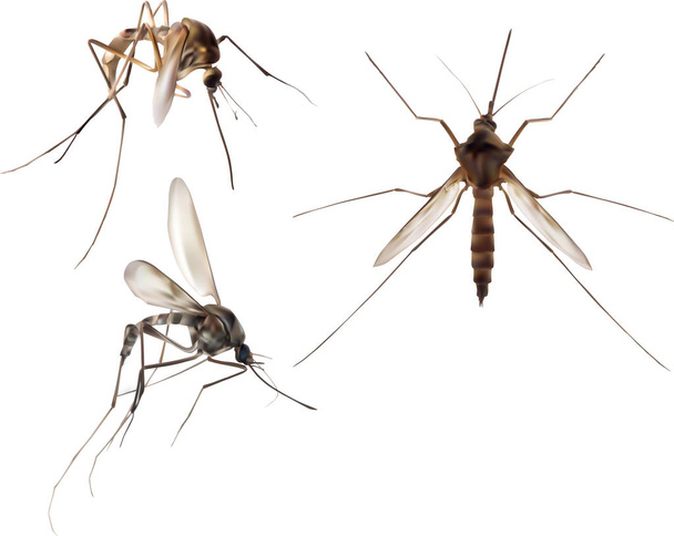Üç kahverengi sivrisinekle illüstrasyon - Vektör, Görsel