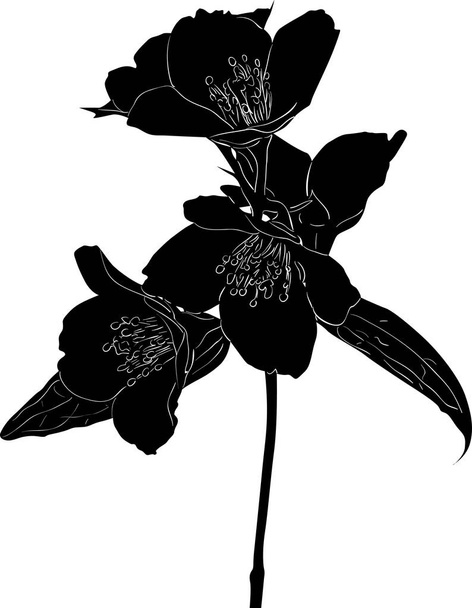  black jasmine branch sketch with large blooms - Vector, Image