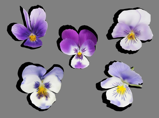 pět zahradní fialové květy izolované na šedém pozadí - Vektor, obrázek