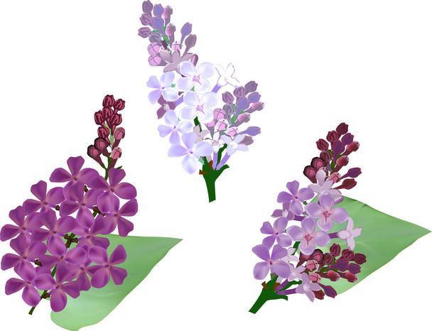иллюстрация трёх лиловых цветочных ветвей
 - Вектор,изображение
