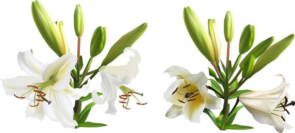 два белых лилейных цветка с множеством зеленых бутонов - Вектор,изображение