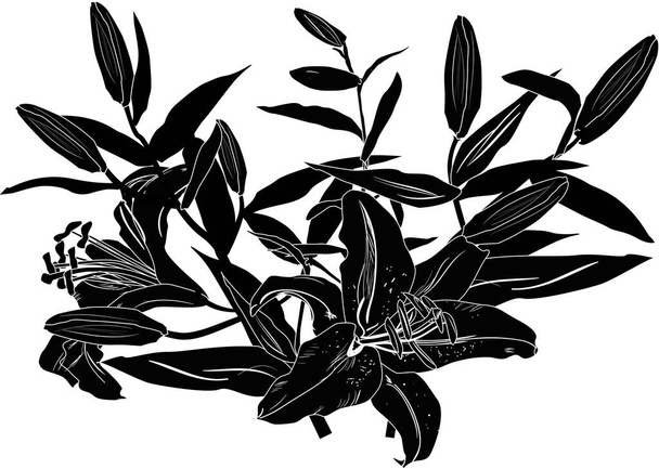ilustración de lirio negro boceto
 - Vector, imagen