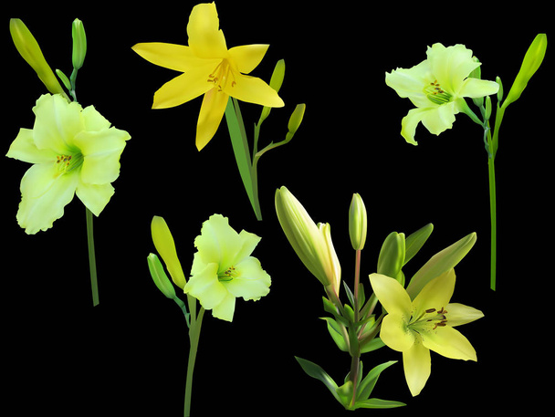 cinco flores de lirio amarillo aisladas en negro
 - Vector, imagen