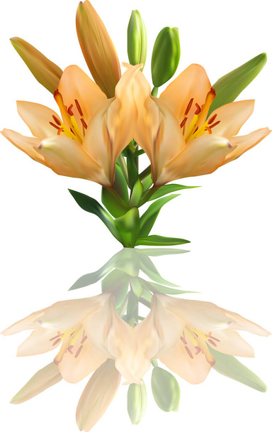 light orange lily bunch with reflection - Vektori, kuva