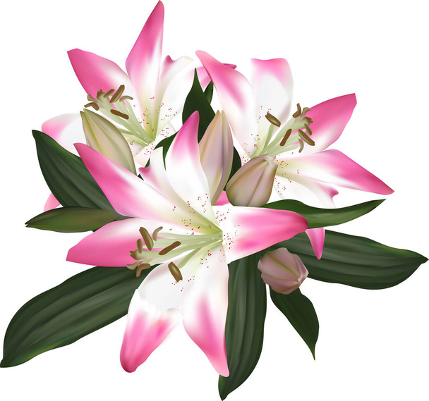 isolated white and pink lily flower - Vector, Image