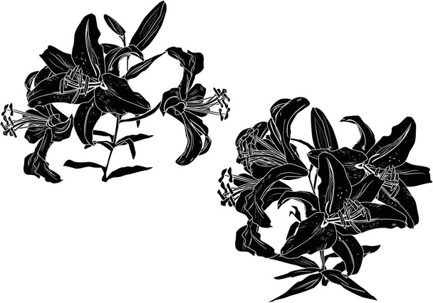 black lily flowers silhouettes on white - Vector, Image
