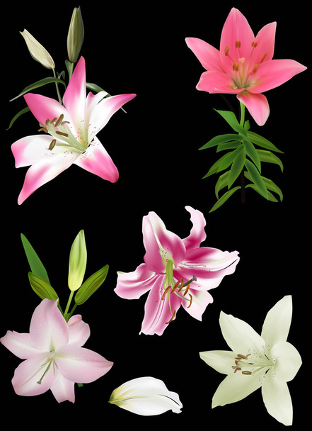 пять прекрасных цветов лилии, изолированных на черном
 - Вектор,изображение