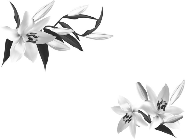 geïsoleerde twee grijze lelie bloemen - Vector, afbeelding