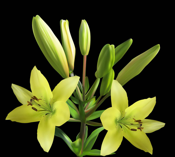 yellow lily with blooms and buds isolated on black - Vector, Image