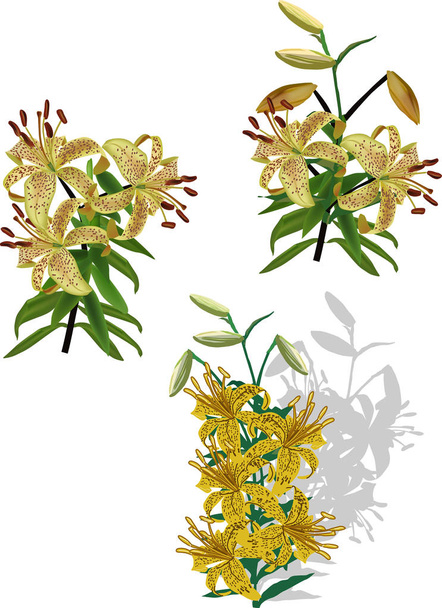 tres flores de color amarillo fundido sobre blanco - Vector, Imagen