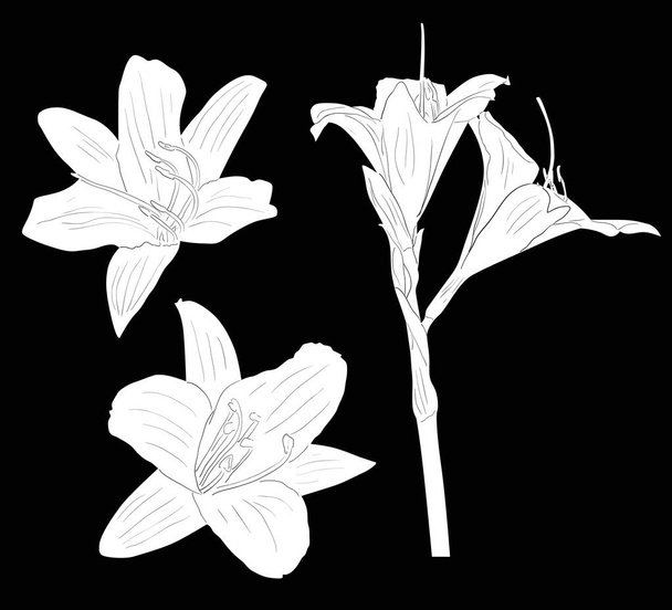 ブラックで隔離された3枚のユリの白いスケッチ - ベクター画像