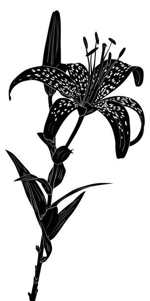 μαύρο στικτό σκίτσο κρίνου απομονωμένο σε λευκό - Διάνυσμα, εικόνα