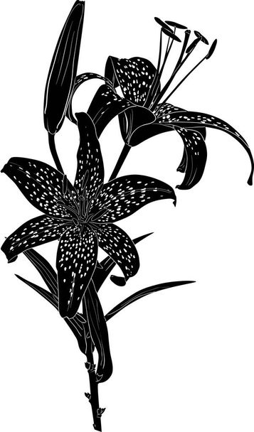μαύρο στικτό σκίτσο κρίνου με δύο άνθη - Διάνυσμα, εικόνα