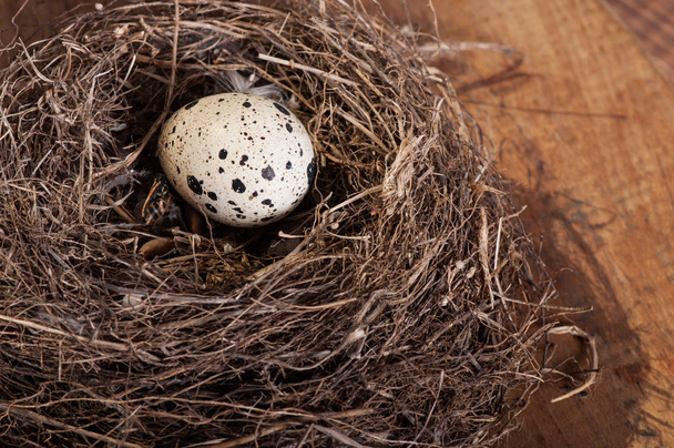 Αυγό πουλιού σε μια φυσική φωλιά, πανίδα της φύσης. - Φωτογραφία, εικόνα