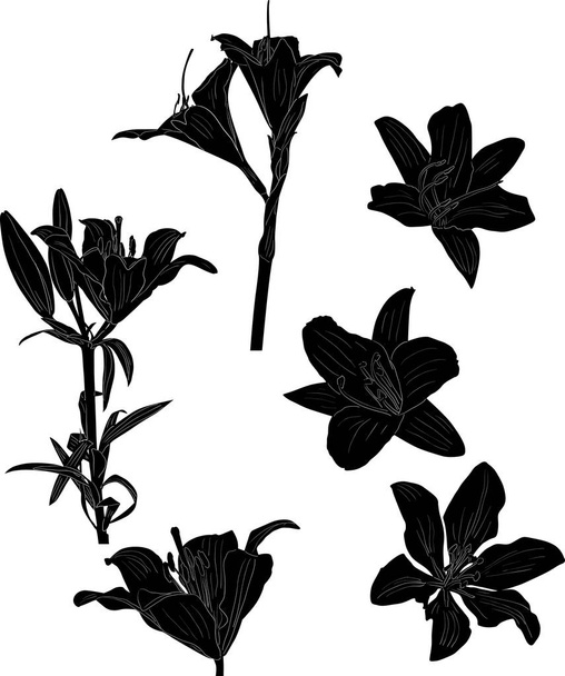 six lily black sketches isolated on white - Vektori, kuva