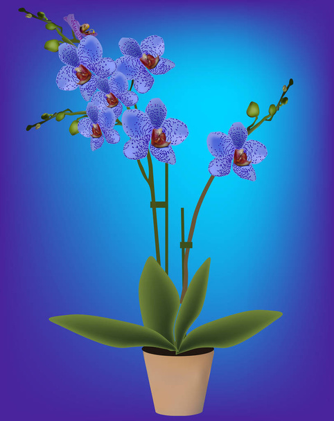 blaue Orchideenblume im Topf Illustration - Vektor, Bild