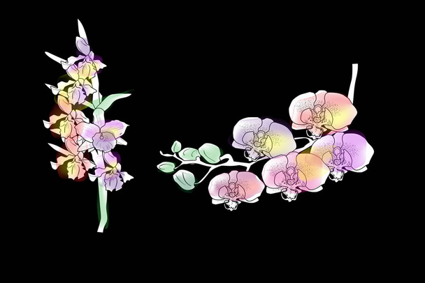 two color orchids on black background - Vector, Image
