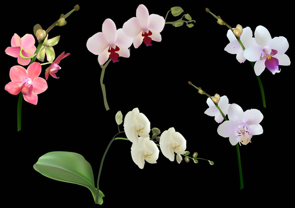 five orchids branches collection isolated on black - Vector, Image