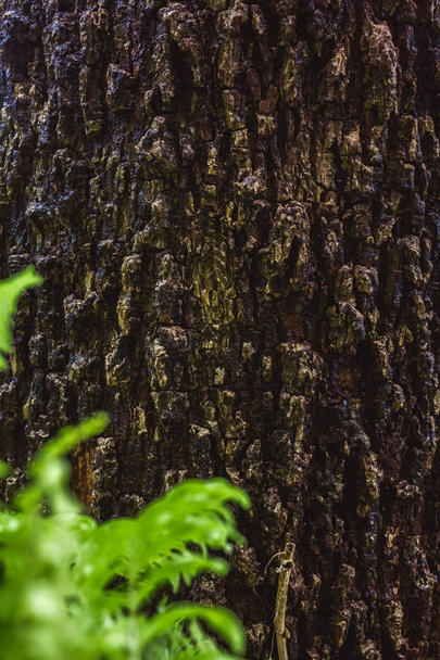 MOSS vert sur écorce d'arbre dans la forêt tropicale
 - Photo, image