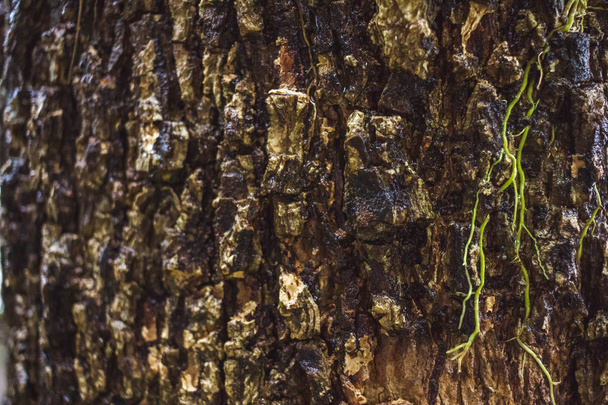 Green MOSS on tree bark in the rain forest - Фото, изображение