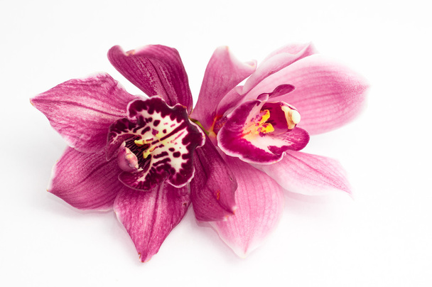 orchidee geïsoleerd op witte achtergrond - Foto, afbeelding