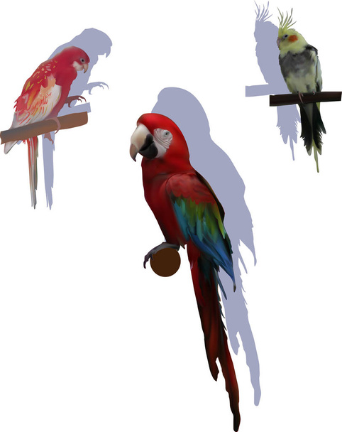 három színű papagájok árnyékok fehér - Vektor, kép