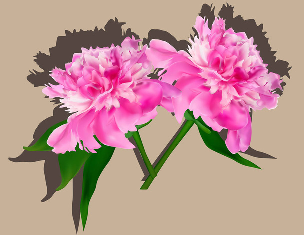 due fiori di peonia rosa isolati su marrone
 - Vettoriali, immagini