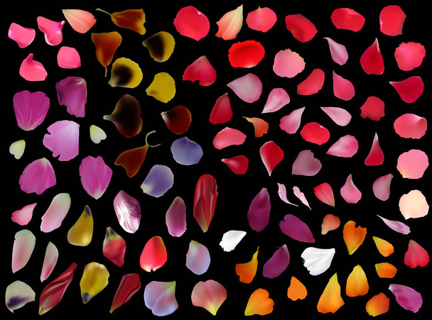 rose and tulip petals isolated on black - Vector, Image