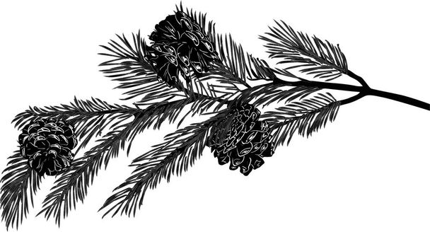 Pine Tree zwarte tak met drie kleine kegels - Vector, afbeelding