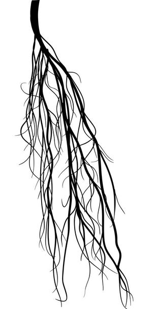 silueta de raíz enmarañada negra aislada en blanco
 - Vector, Imagen
