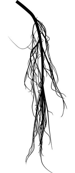 silueta de raíz enmarañada negra sobre blanco
 - Vector, Imagen